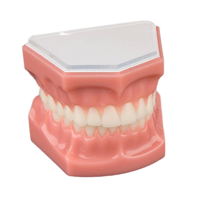 Consultation Model with Brackets