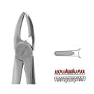 Forceps - Autoclavable 113 Upper Roots (Martin) 