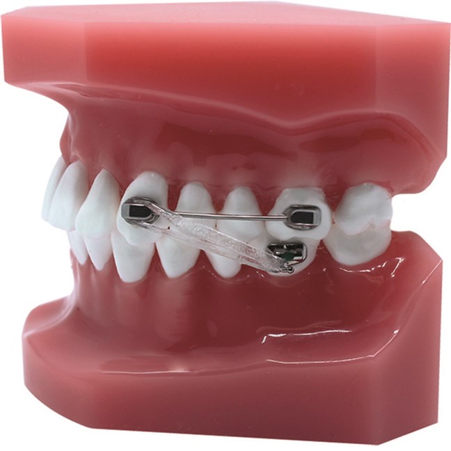 SilverMotion Typodont