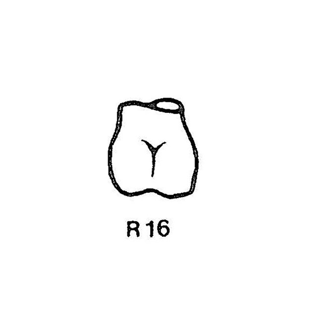 FullForm OP Temporary Transparent Crowns R16