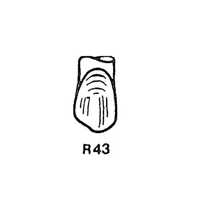 FullForm OP Temporary Transparent Crowns R43