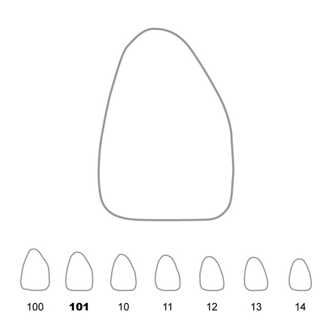 Temporary Crowns Upper Central Incisors Right 101