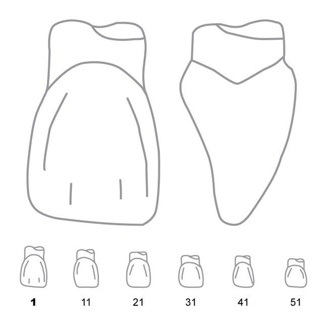 Odus Pella Transparent Crown Forms. Centrals 1