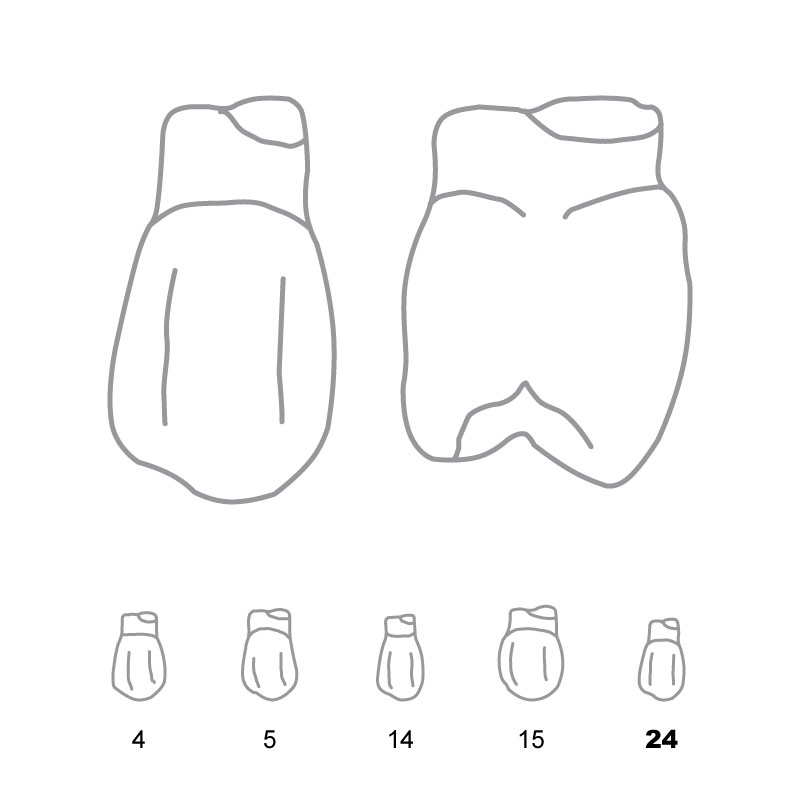 TDO024 Odus Pella Transparent Crown Forms BiCuspids 24