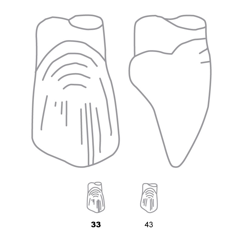 TDO033 Odus Pella Transparent Crown Forms Extra Large Canines 33