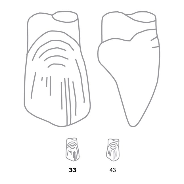 Odus Pella Transparent Crown Forms Extra Large Canines 33