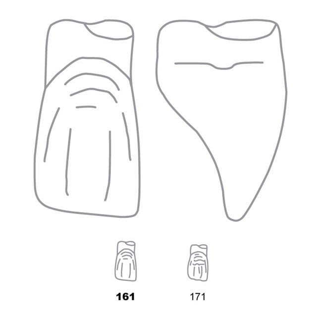 Odus Pella Transparent Crown Forms Extra Large Centrals 161