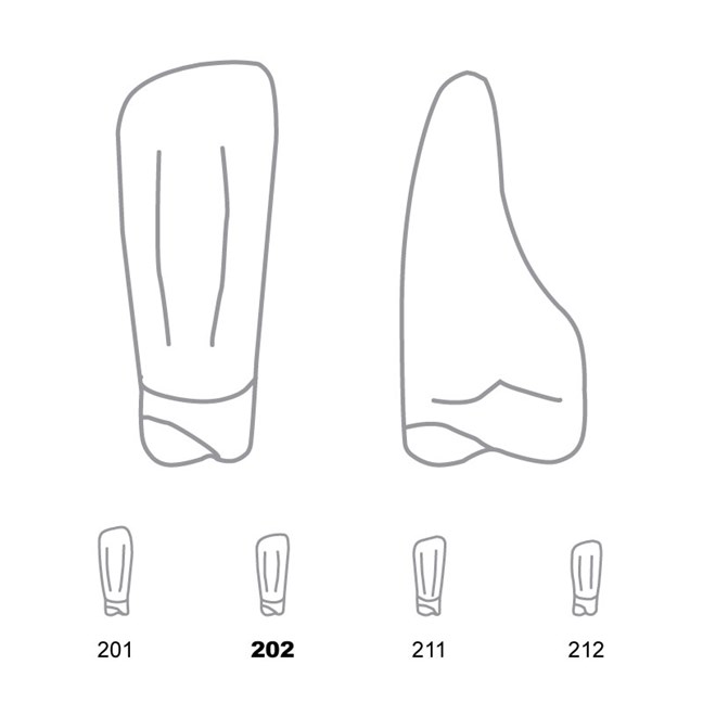 Odus Pella Transparent Crown Forms Lower Incisors 202