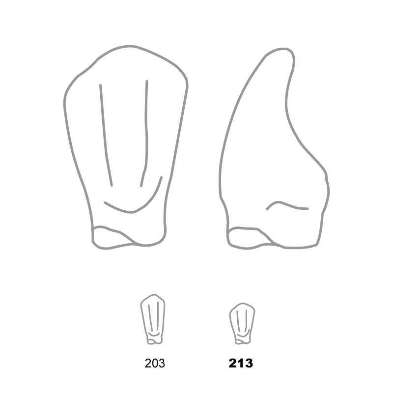 TDO213 Odus Pella Transparent Crown Forms Lower Canines 213